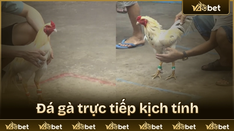 Đấu trường đá gà