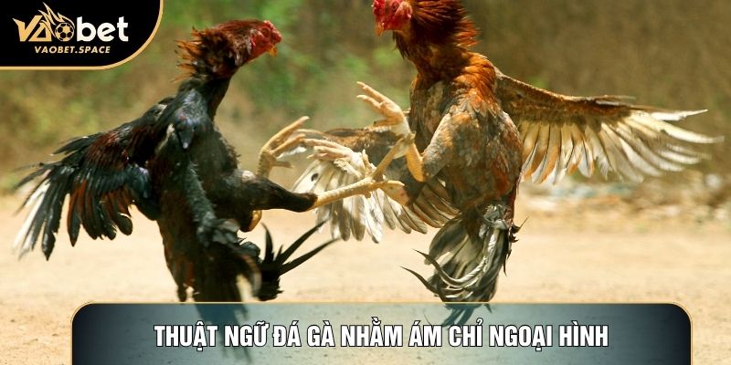 Thuật ngữ đá gà nhằm ám chỉ ngoại hình
