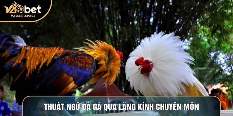Thuật ngữ đá gà qua lăng kính chuyên môn